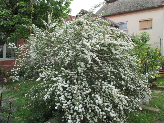 spirea